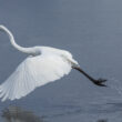 Grande Aigrette